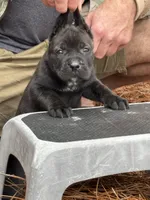 Raven, a female Cane Corso for sale in Broxton, GA – Photo 2 of 4