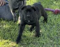 Raven, a female Cane Corso for sale in Broxton, GA – Photo 1 of 6