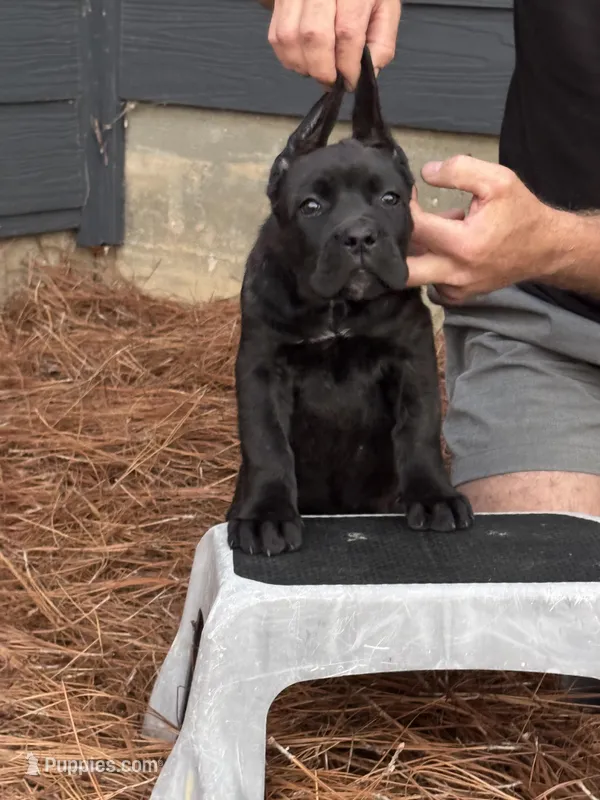Raven – Cane Corso puppy for sale in Broxton, GA