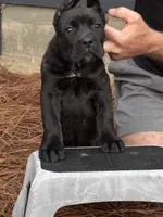 Raven, a female Cane Corso for sale in Broxton, GA – Photo 5 of 6