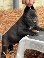 Raven, a female Cane Corso for sale in Broxton, GA – Photo 1 of 4