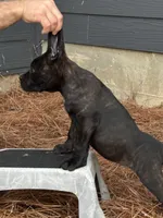 Raven, a female Cane Corso for sale in Broxton, GA – Photo 6 of 6