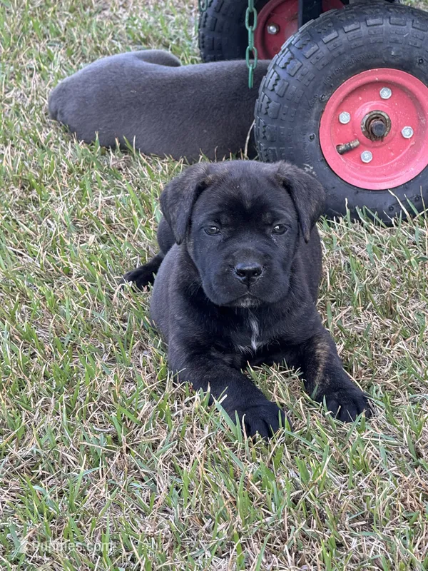 Raven – Cane Corso puppy for sale in Broxton, GA