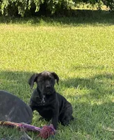 Raven, a female Cane Corso for sale in Broxton, GA – Photo 2 of 6