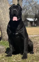 Raven, a female Cane Corso for sale in Broxton, GA – Photo 4 of 4