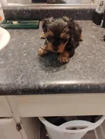 Pebbles, a female Yorkipoo for sale in Richmond, VA – Photo 4 of 5