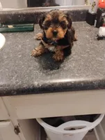 Pebbles, a female Yorkipoo for sale in Richmond, VA – Photo 3 of 5