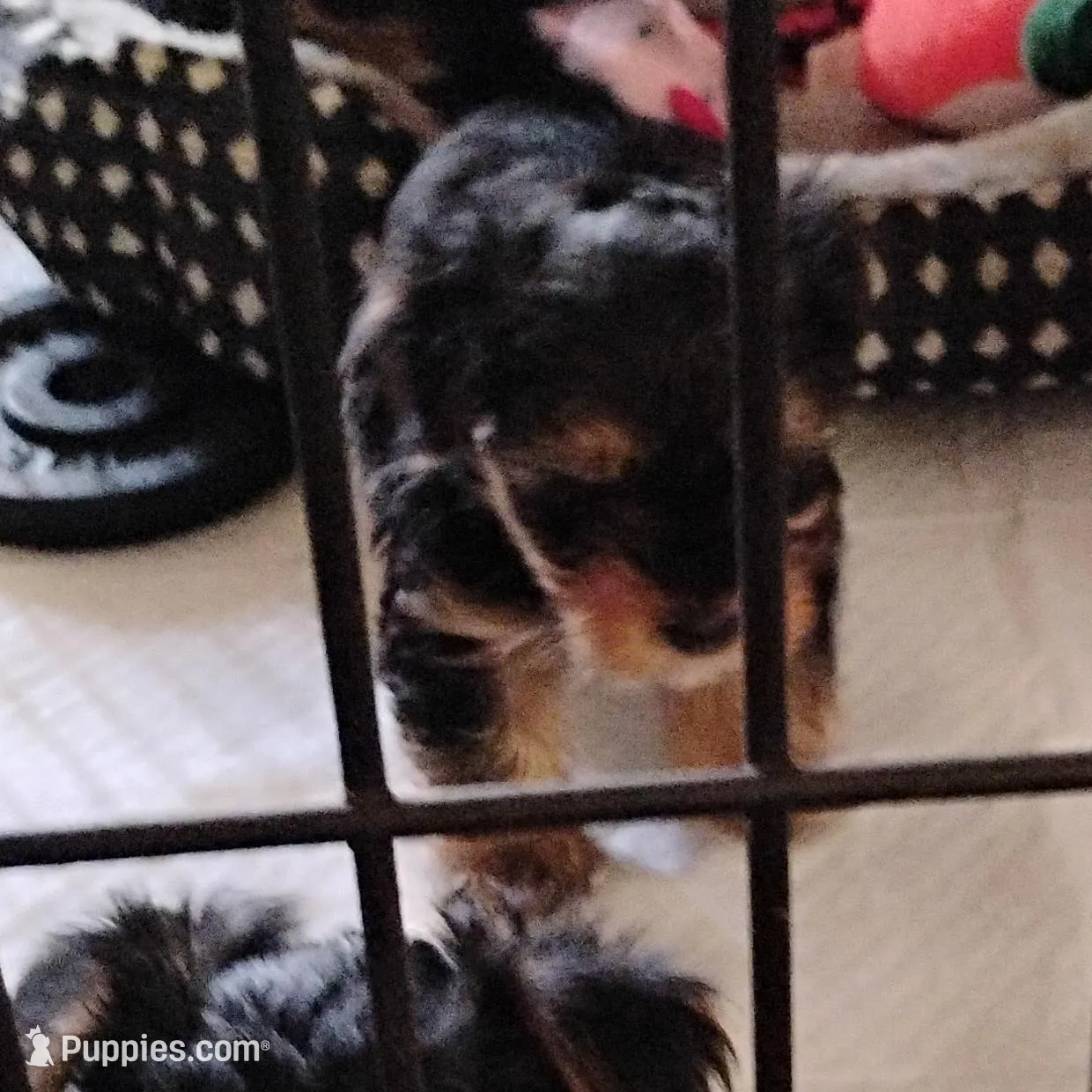 Pebbles, a female Yorkipoo for sale in Richmond, VA – Photo 5 of 5