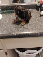 Pebbles, a female Yorkipoo for sale in Richmond, VA – Photo 2 of 5