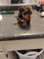 Pebbles, a female Yorkipoo for sale in Richmond, VA – Photo 1 of 5