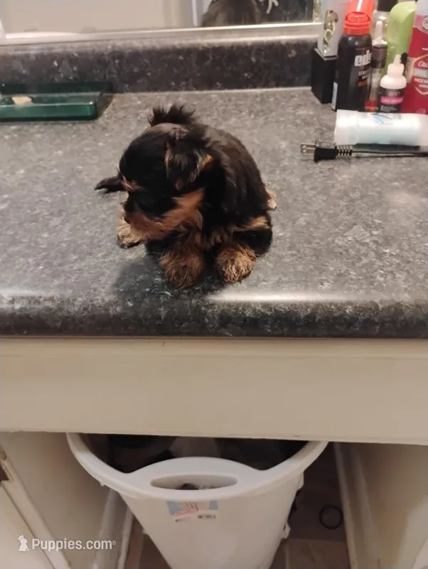 Tweety – Yorkipoo puppy for sale in Richmond, VA