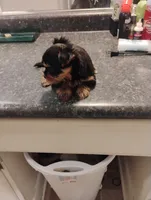 Tweety, a female Yorkipoo for sale in Richmond, VA – Photo 1 of 7