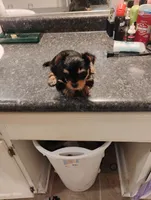 Tweety, a female Yorkipoo for sale in Richmond, VA – Photo 5 of 7