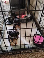 Tweety, a female Yorkipoo for sale in Richmond, VA – Photo 6 of 7