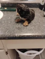 Tweety, a female Yorkipoo for sale in Richmond, VA – Photo 3 of 7