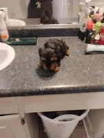 Tweety, a female Yorkipoo for sale in Richmond, VA – Photo 2 of 7