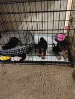 Tweety, a female Yorkipoo for sale in Richmond, VA – Photo 4 of 7