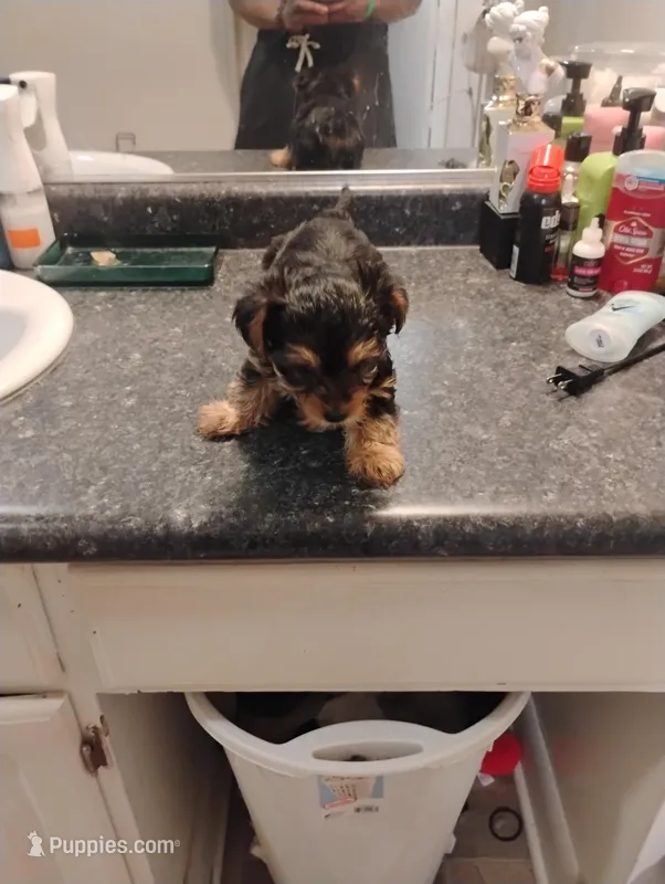 BamBam – Yorkipoo puppy for sale in Richmond, VA
