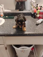 BamBam, a female Yorkipoo for sale in Richmond, VA – Photo 1 of 6