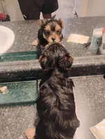 BamBam, a female Yorkipoo for sale in Richmond, VA – Photo 4 of 6