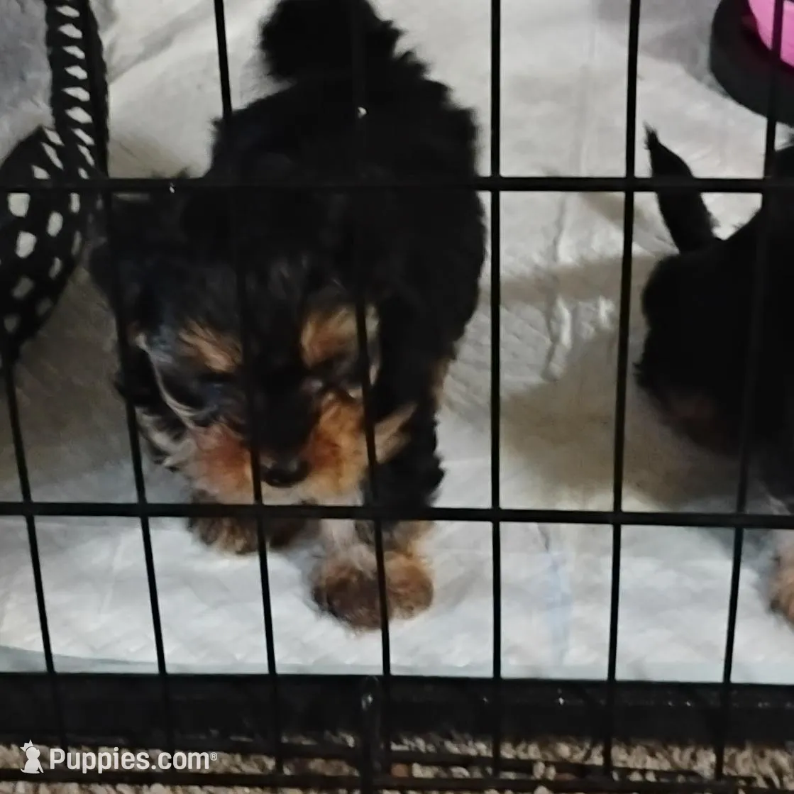 BamBam, a female Yorkipoo for sale in Richmond, VA – Photo 5 of 6