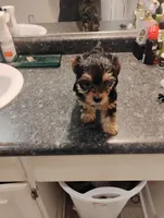 BamBam, a female Yorkipoo for sale in Richmond, VA – Photo 3 of 6