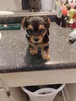 BamBam, a female Yorkipoo for sale in Richmond, VA – Photo 2 of 6