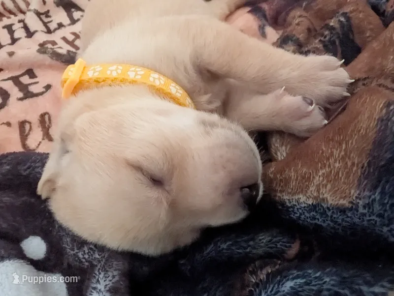 Yellow Female – Labrador Retriever puppy for sale in Everett, WA