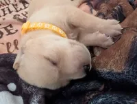Yellow Female, a female Labrador Retriever for sale in Everett, WA – 1 of 3