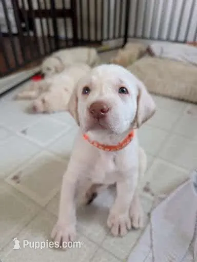 AKC Yellow Male "Ringo" – Labrador Retriever puppy for sale in Everett, WA