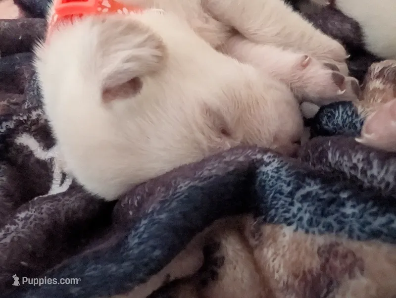 AKC Yellow Male "Ringo" – Labrador Retriever puppy for sale in Everett, WA