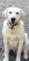Yellow Male, a male Labrador Retriever for sale in Everett, WA – 3 of 4