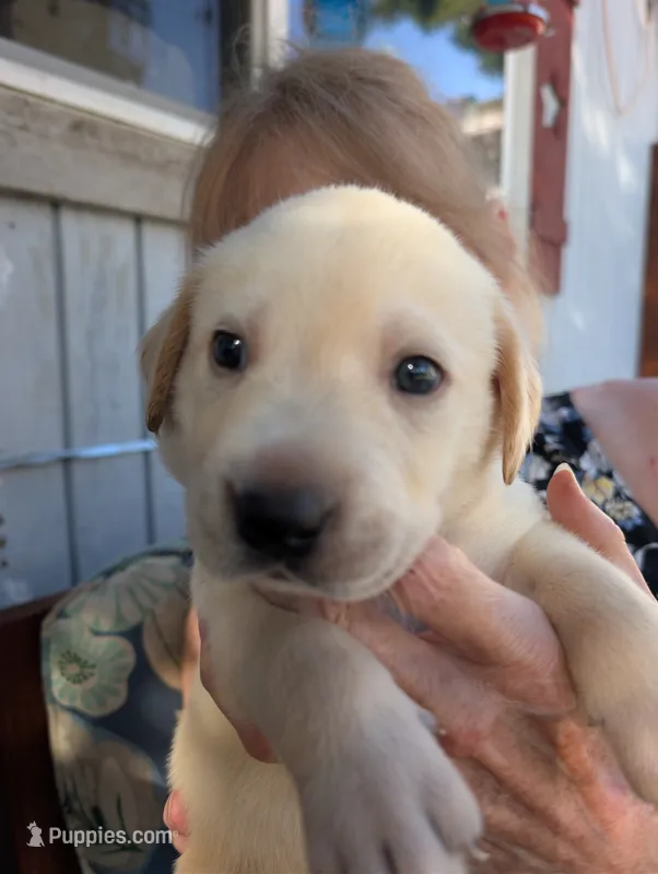 Yellow Male – Labrador Retriever puppy for sale in Everett, WA