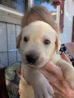 Yellow Male, a male Labrador Retriever for sale in Everett, WA – 1 of 4