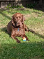 AKC Yellow Male "Ringo", a male Labrador Retriever for sale in Everett, WA – 7 of 7