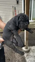 Biscotti, a female Cane Corso for sale in Haskell, NJ – 3 of 4