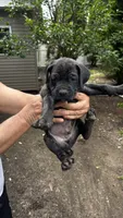 Zeppole, a male Cane Corso for sale in Haskell, NJ – 3 of 3