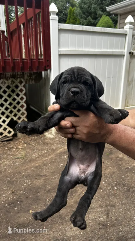 Biscotti – Cane Corso puppy for sale in Haskell, NJ