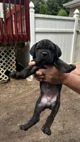 Biscotti, a female Cane Corso for sale in Haskell, NJ – 1 of 4