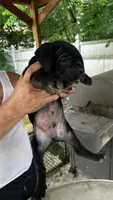 Tiramisu, a male Cane Corso for sale in Haskell, NJ – 3 of 4