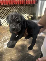 Sambuca, a male Cane Corso for sale in Haskell, NJ – 3 of 4