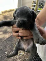 Gelato, a female Cane Corso for sale in Haskell, NJ – 2 of 3