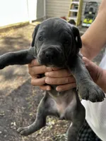 Gelato, a female Cane Corso for sale in Haskell, NJ – 3 of 3