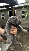 Zeppole, a male Cane Corso for sale in Haskell, NJ – 3 of 4