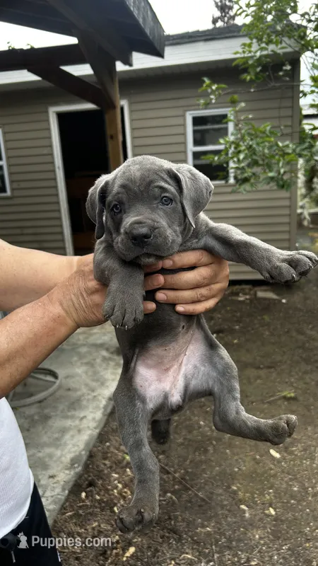 Gelato – Cane Corso puppy for sale in Haskell, NJ