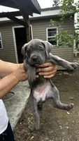 Gelato, a female Cane Corso for sale in Haskell, NJ – 1 of 3