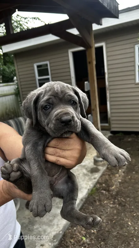 Zeppole – Cane Corso puppy for sale in Haskell, NJ