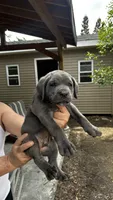 Zeppole, a male Cane Corso for sale in Haskell, NJ – 4 of 4