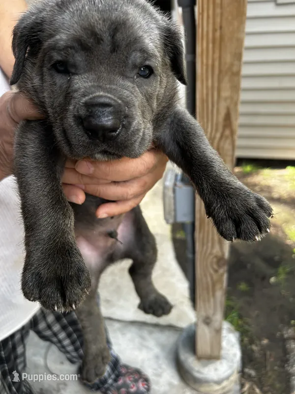 Cannoli – Cane Corso puppy for sale in Haskell, NJ