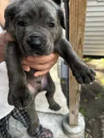 Cannoli, a male Cane Corso for sale in Haskell, NJ – 1 of 2